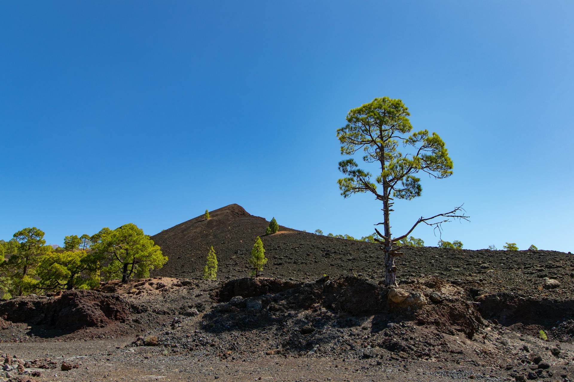 canarias